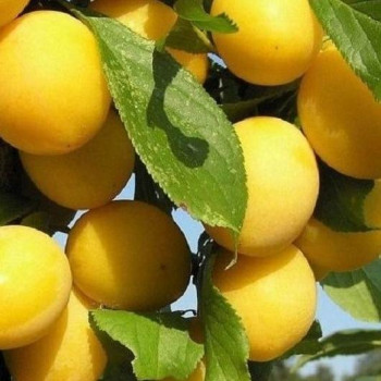 Алыча Злато Скифов