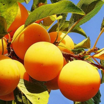 Алыча Царская Желтая